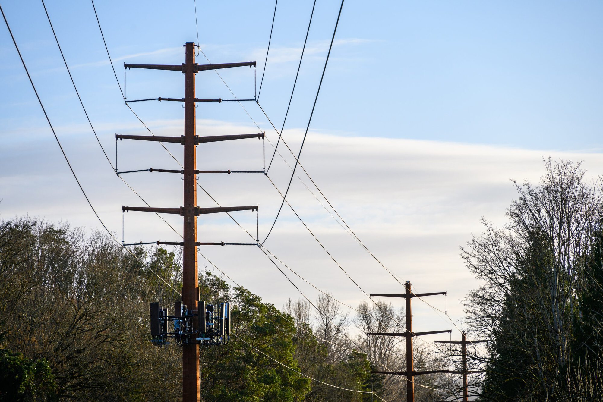 Power lines and trees
