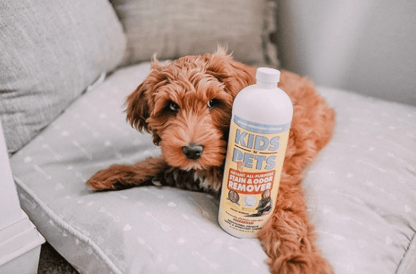 Kids n Pets company